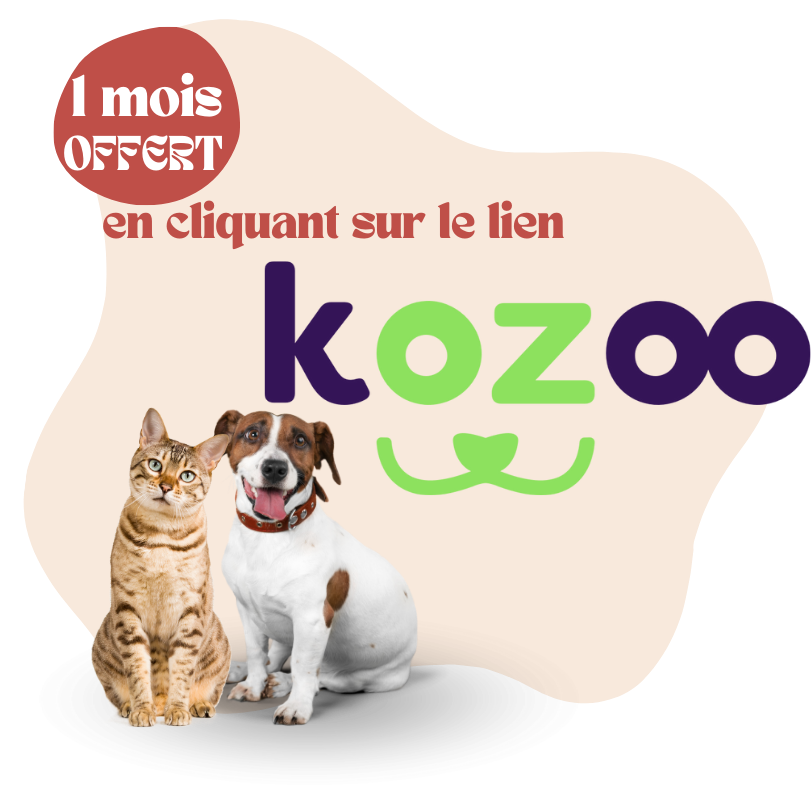 Kozoo