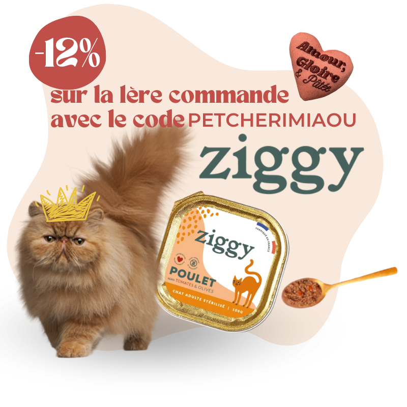 Ziggy