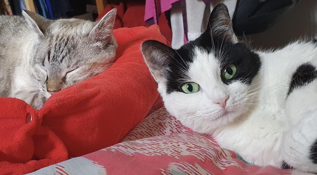 Services pour chats