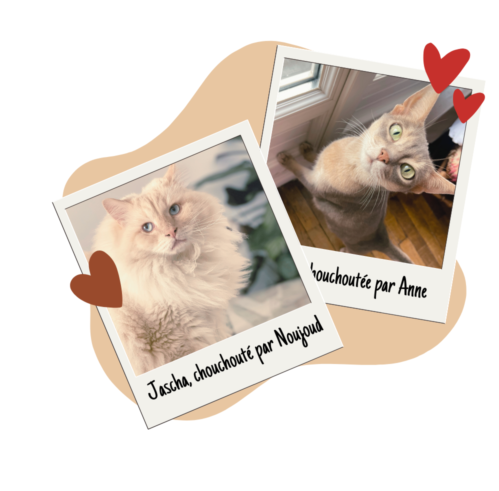 Chat gardé par Pet Cheri