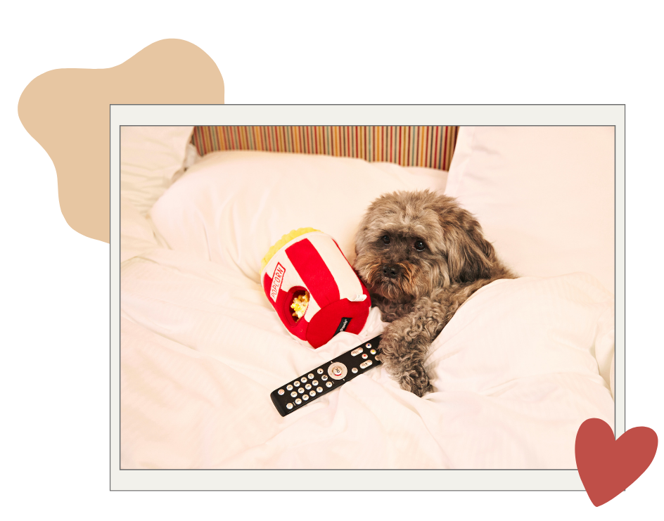 Dog at the petsitter's overnight