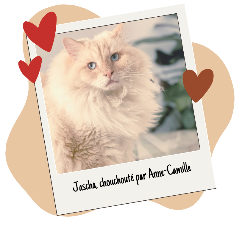 Services pour chats Pet Cheri