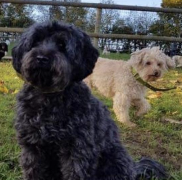 papa de Dexter