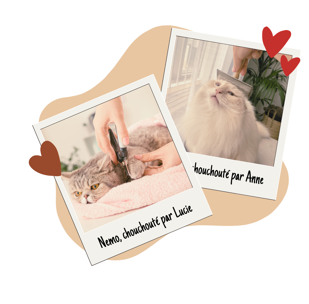 Toilettage de chat