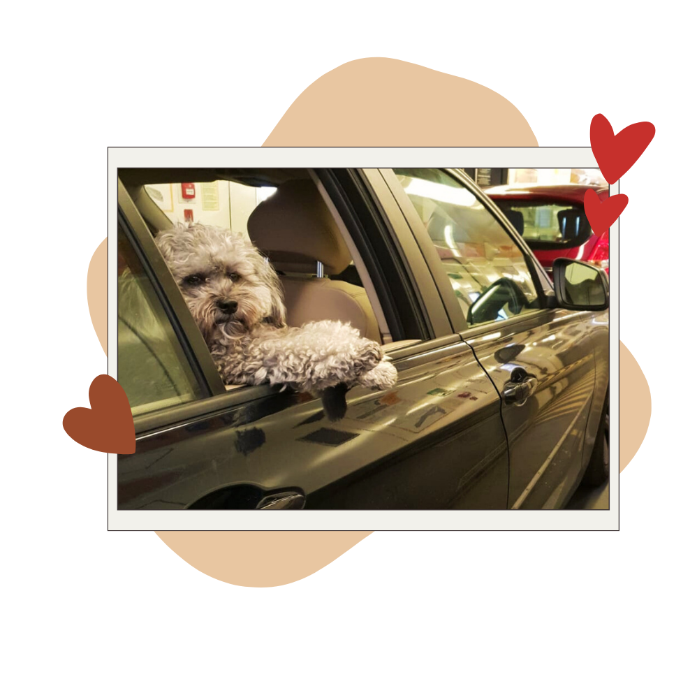 Transport animalier Pet Cheri
