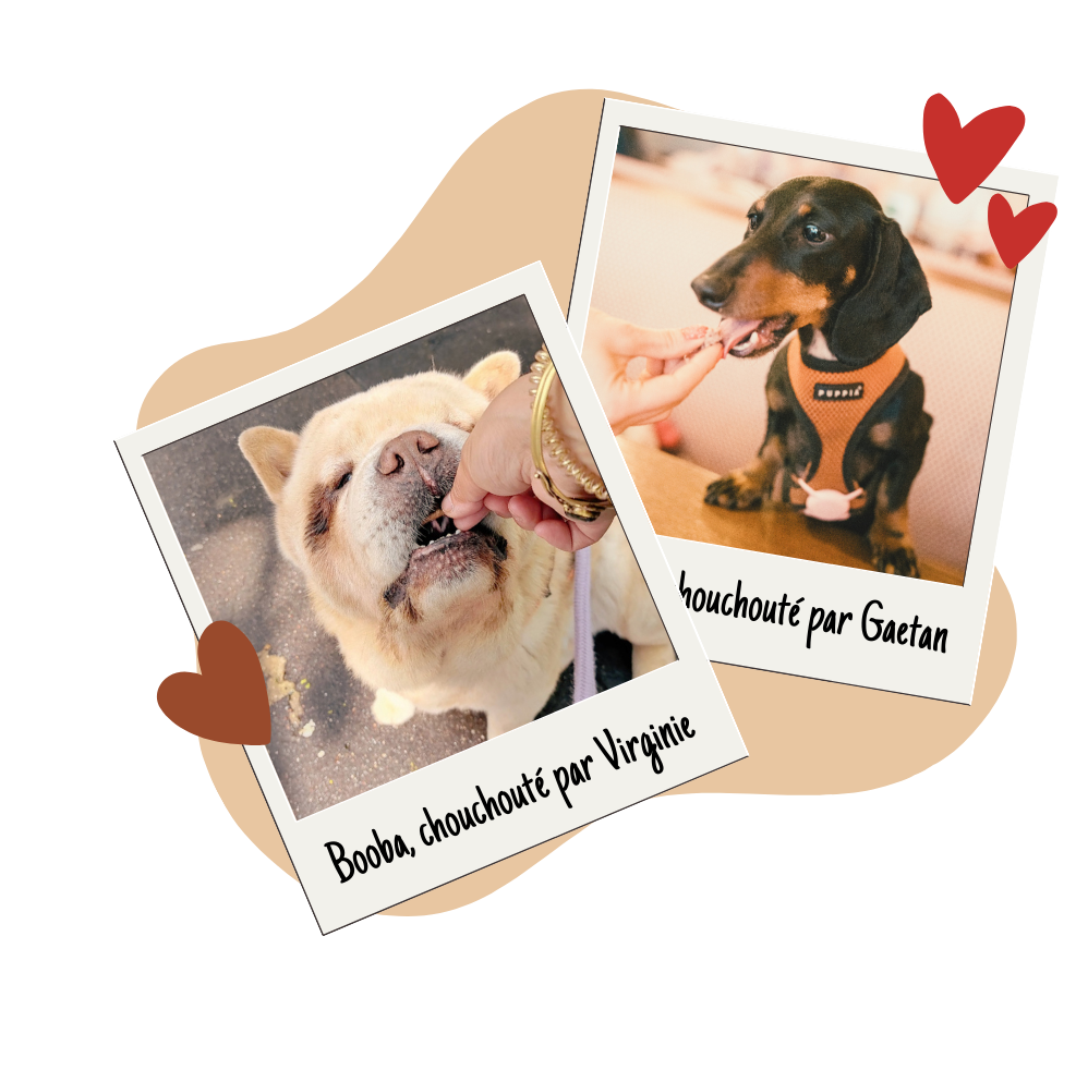 Personalised services for your dog