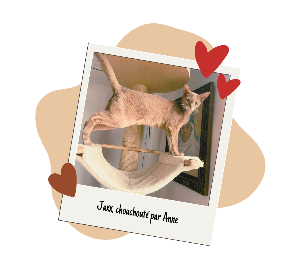 Chouchouteur spécialisé chats Pet Cheri