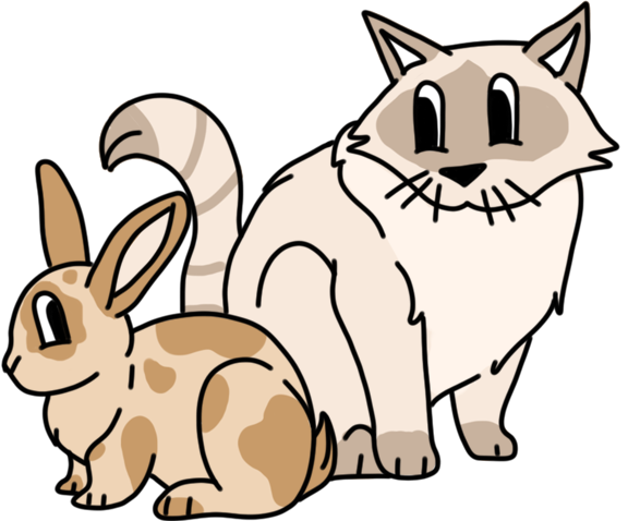 Visite et garde de chat