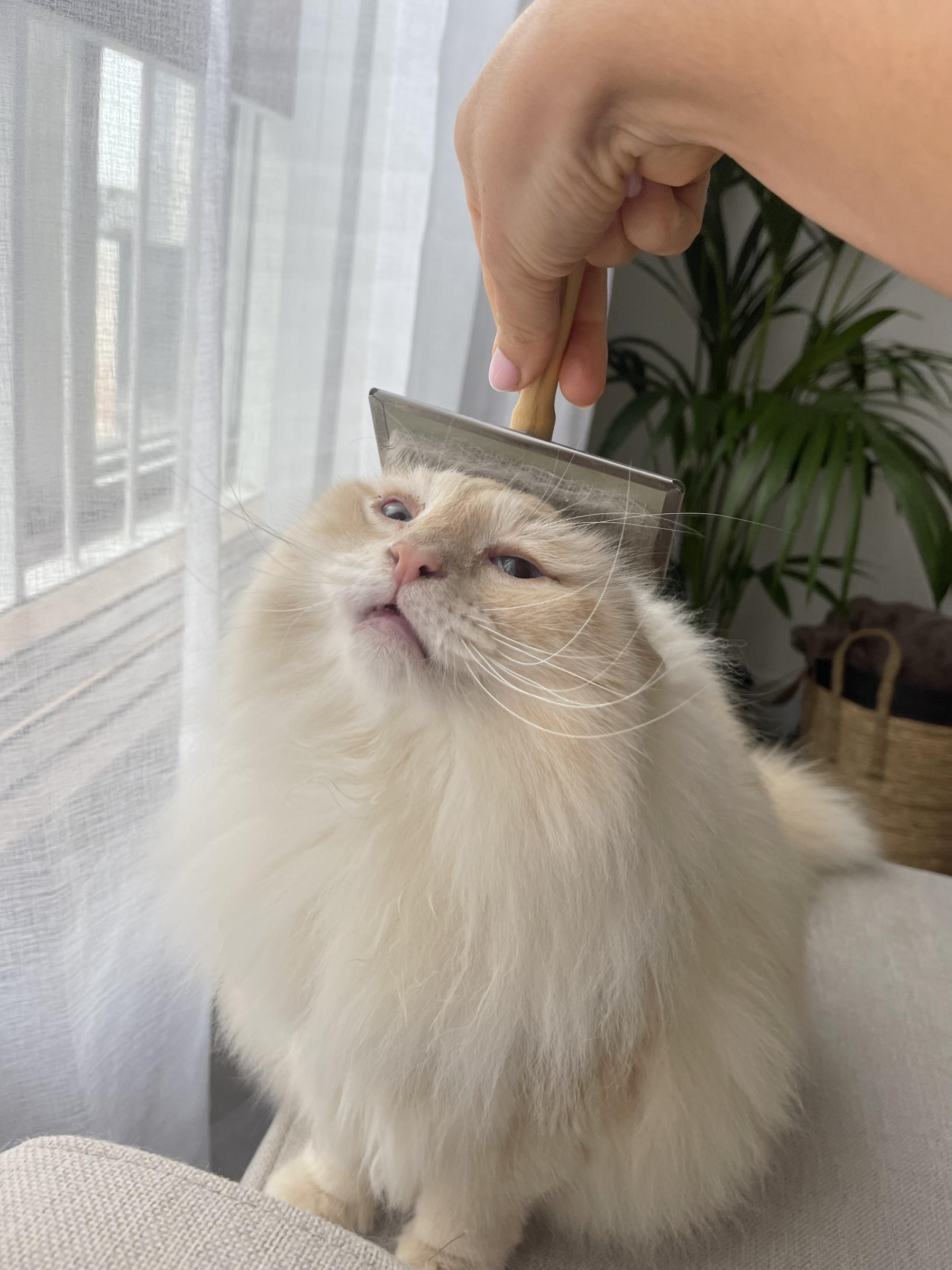 Brossage d'un chat en été
