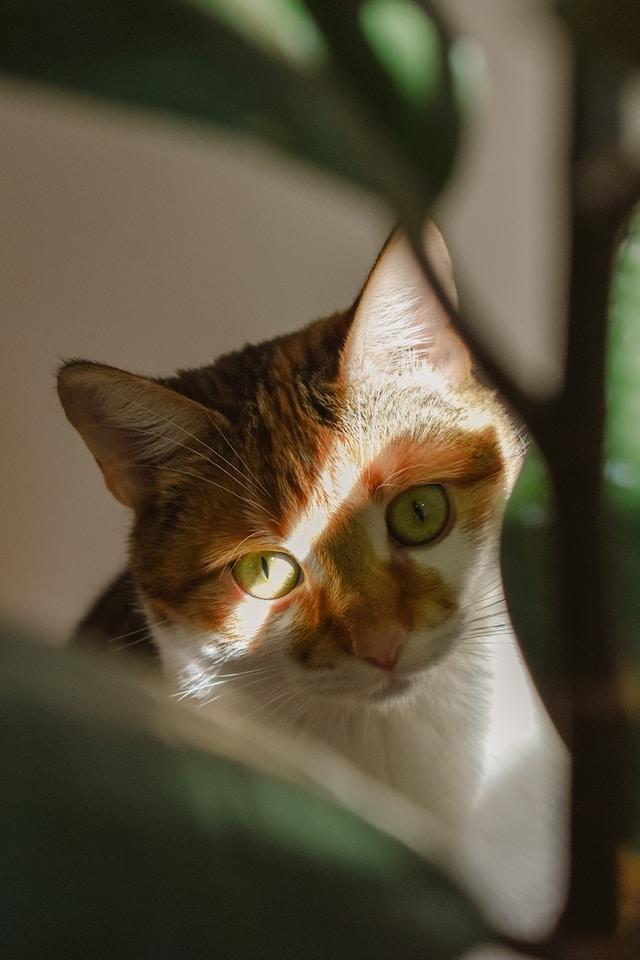 Chat allongé au frais