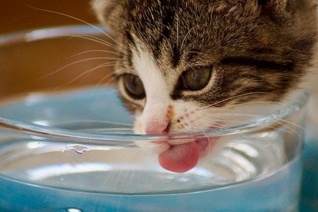 Chat qui boit de l'eau fraîche