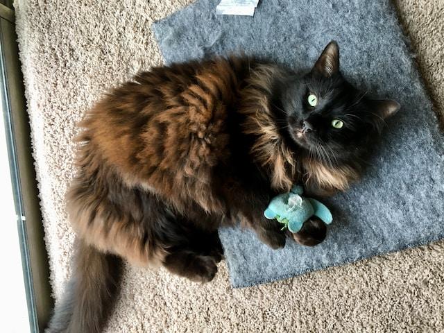 Chat qui joue avec de l'eau
