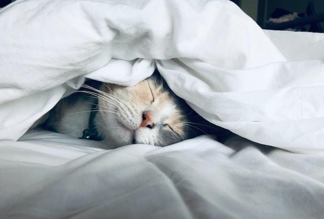 Chat au repos par temps chaud