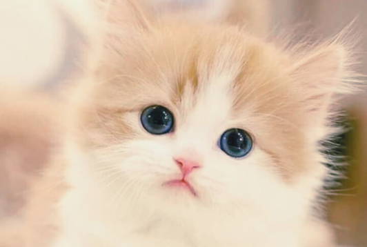 10 indispensables si vous adoptez un chat