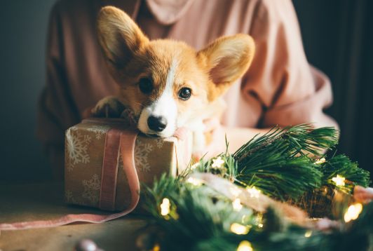 Un animal pour Noël ? Une fausse bonne idée