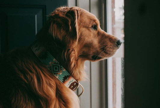 Anxiété de séparation chez le chien : 9 signes qui ne trompent pas