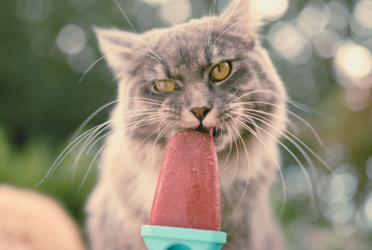 5 conseils pour garder votre chat au frais cet été