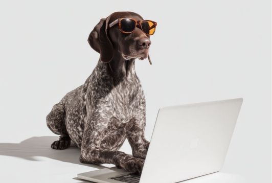 Pourquoi intégrer un service de conciergerie animaux dans vos avantages salariés ?