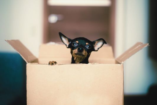 Moving to France as an Expat Pet Pawrent