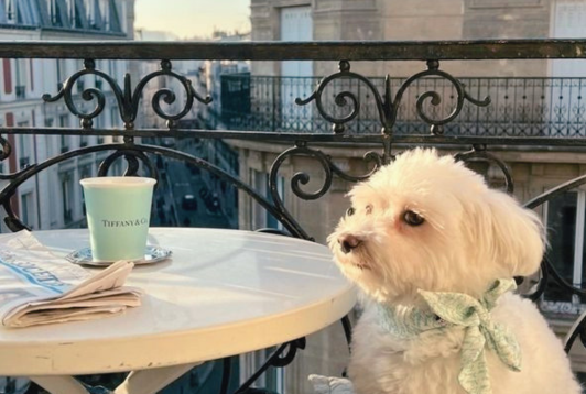 Garde d'animaux à Paris : comment choisir le bon prestataire ?