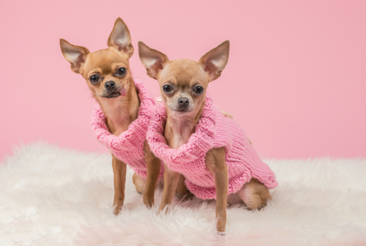 Stop aux idées reçues sur les petits chiens !