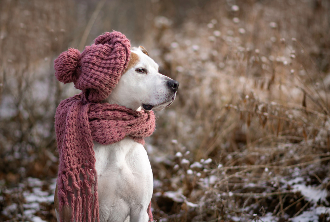 Nos poilus ressentent-ils le froid ?
