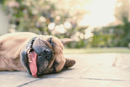 Protéger son chien des fortes chaleurs