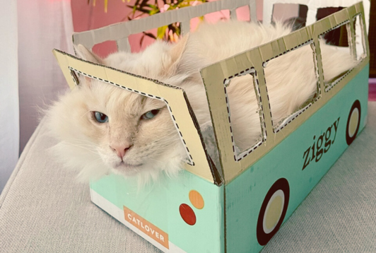 On a testé Ziggy (vous allez être surpris)