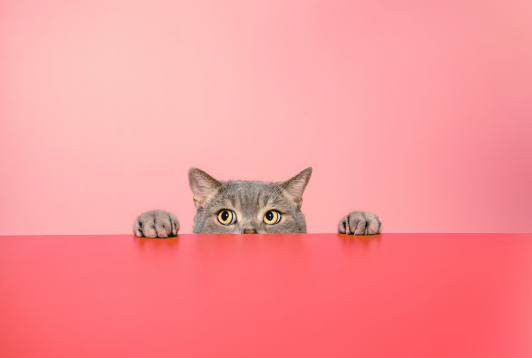 Wishlist d'un chat d'appartement