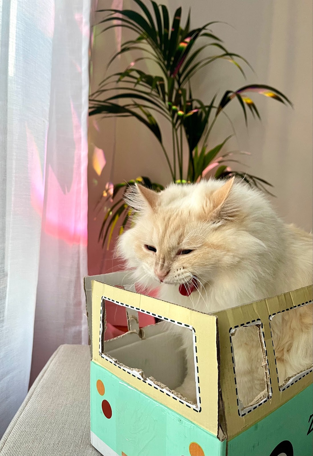 Jascha avec les produits Ziggy